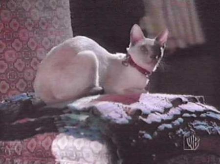 Kitty ou Félicie ????
